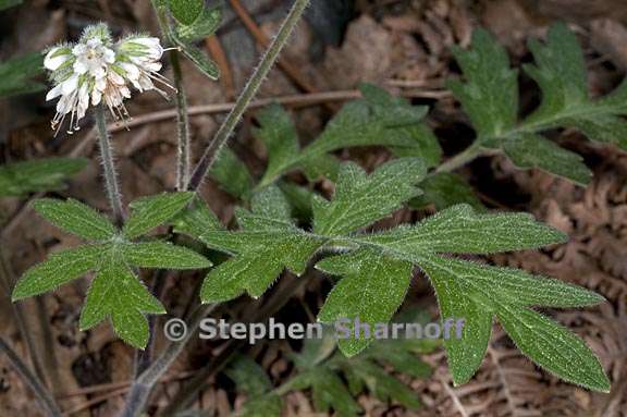 hydrophyllum occidentale 2 graphic